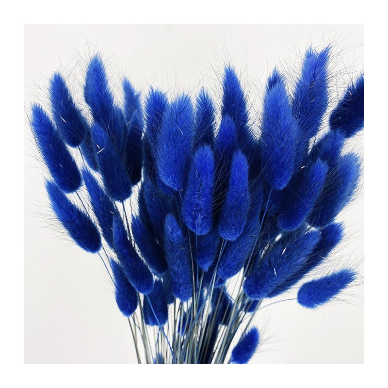 Deux branches de LAGURUS - Bleues séchées