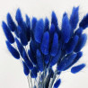 Deux branches de LAGURUS - Bleues séchées