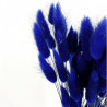 Deux branches de LAGURUS - Bleues séchées