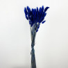 Deux branches de LAGURUS - Bleues séchées