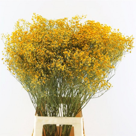 Tige dense de GYPSOPHILE séchée - Miel Tige dense de GYPSOPHILE séchée - Miel