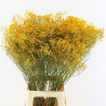 Tige dense de GYPSOPHILE séchée - Miel