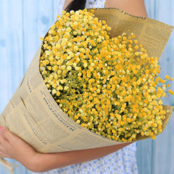 Tige dense de GYPSOPHILE séchée - Miel