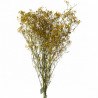 Tige dense de GYPSOPHILE séchée - Miel
