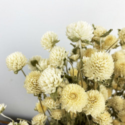 Deux tiges de GLOBE AMARANTHUS - Naturelles séchées