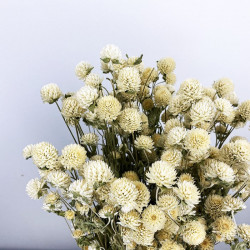 Deux tiges de GLOBE AMARANTHUS - Naturelles séchées