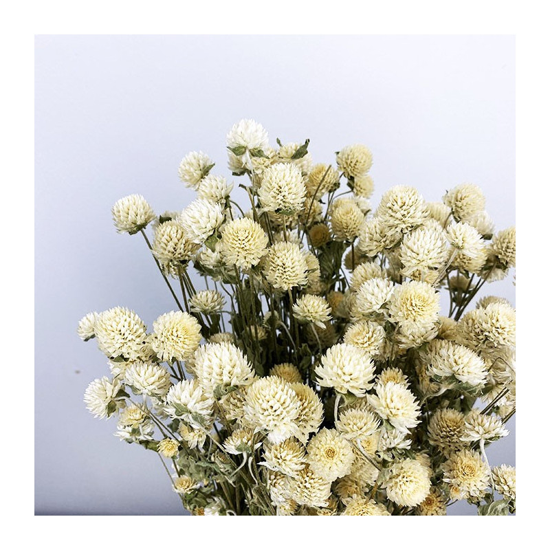 Deux tiges de GLOBE AMARANTHUS - Naturelles séchées