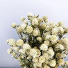 Deux tiges de GLOBE AMARANTHUS - Naturelles séchées