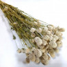 Deux tiges de GLOBE AMARANTHUS - Naturelles séchées
