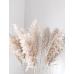 Fleur de PAMPA 100cm - 3 branches naturelles séchées
