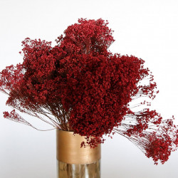 Botte de GYPSOPHILE séchée - Bordeaux
