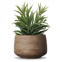 Plante grasse en pot