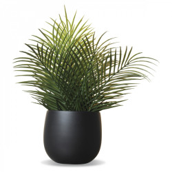 Fougère en pot black ceramics