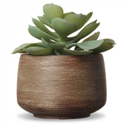 Plante succulente en pot