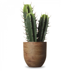 Cactus en pot